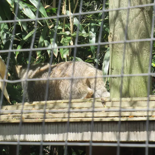 スミソニアン国立動物園のセバとアカルの写真