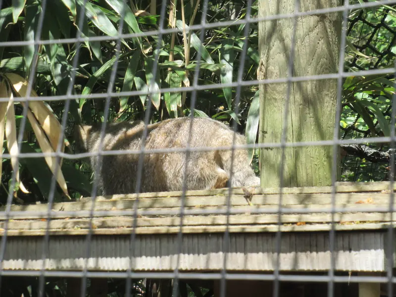 スミソニアン国立動物園のセバとアカルの写真