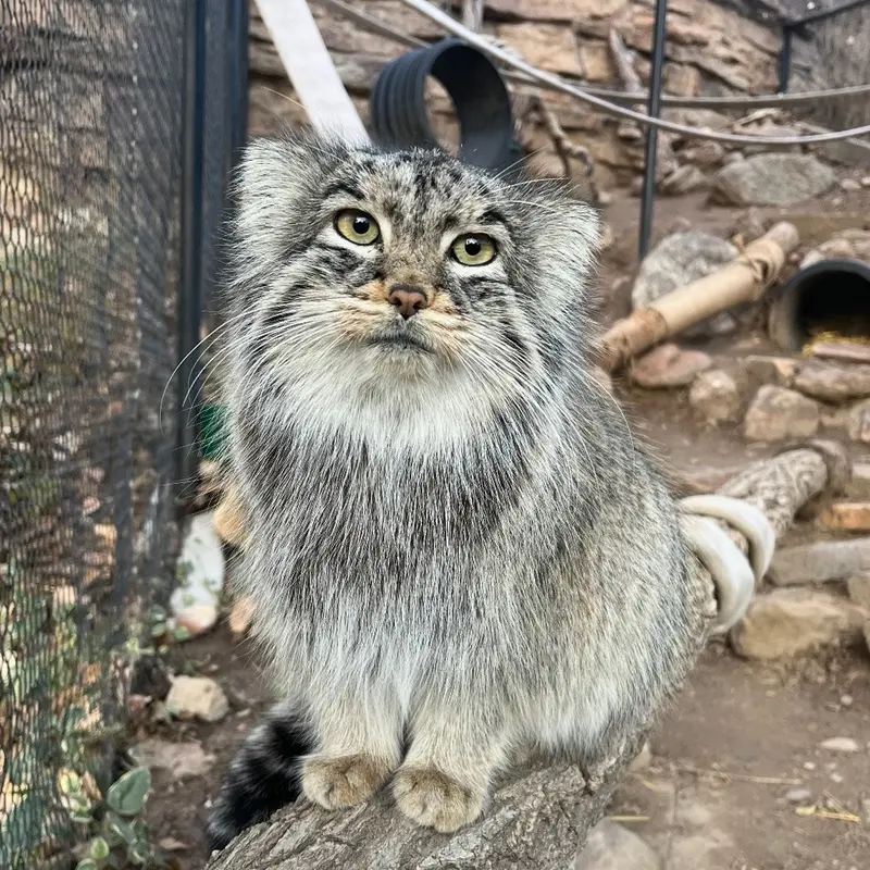 プエブロ動物園のオリーブの写真