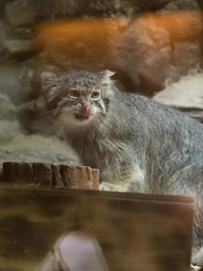 恩賜上野動物園のクリョンの写真