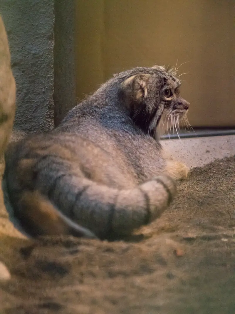 野毛山動物園のフィーガの写真