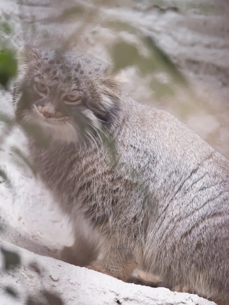 野毛山動物園のフィーガの写真