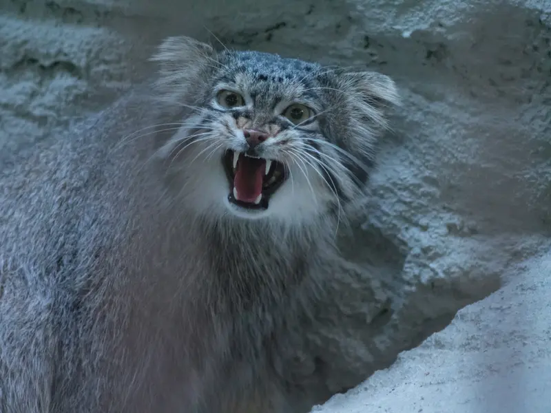 野毛山動物園のフィーガの写真
