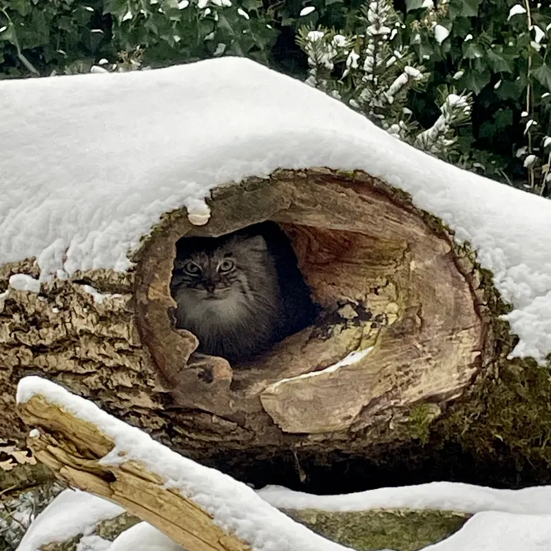 ヘラブルン動物園のプルシの写真
