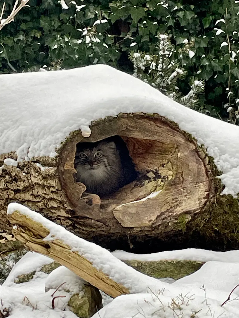 ヘラブルン動物園のプルシの写真