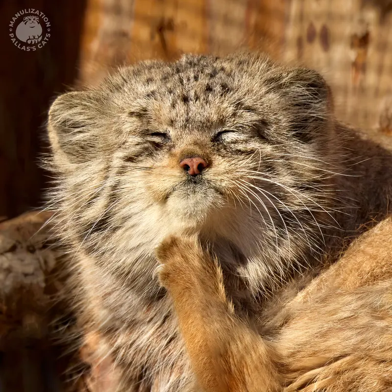レニングラード動物園のナミカの写真