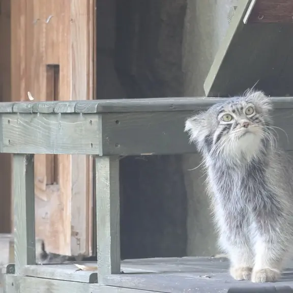 モスクワ動物園のマヌルネコの写真