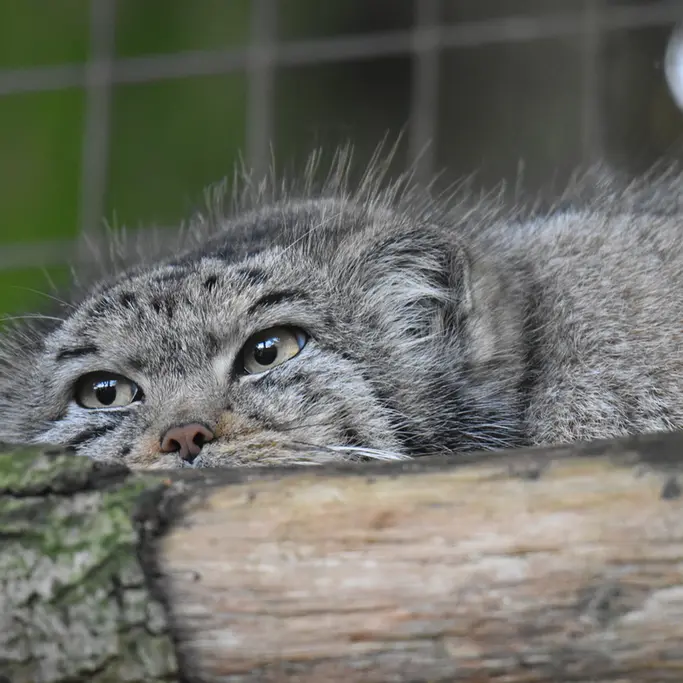 バナム動物園のベラの写真