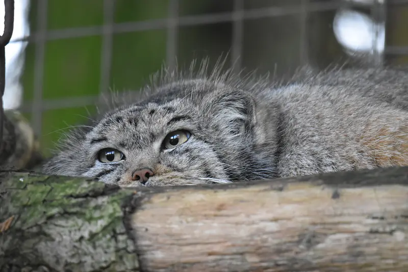 バナム動物園のベラの写真