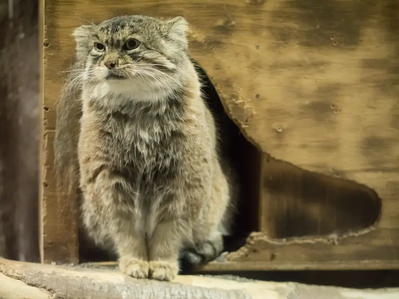 恩賜上野動物園のプリームラの写真