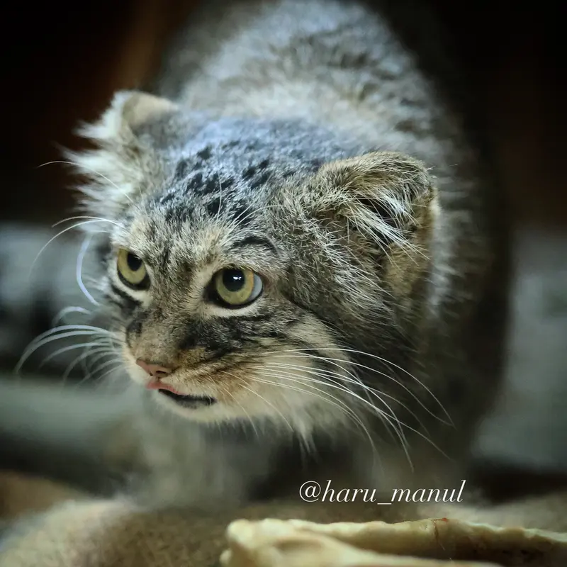 恩賜上野動物園のサフランの写真