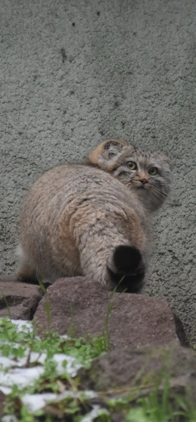 ブダペスト動物園・植物園のルーシーの写真