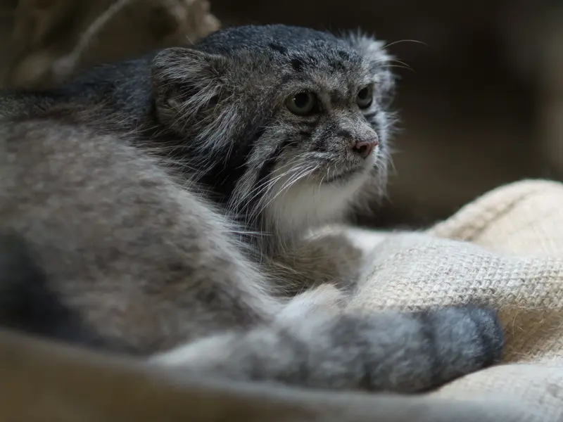 恩賜上野動物園のクリョンの写真