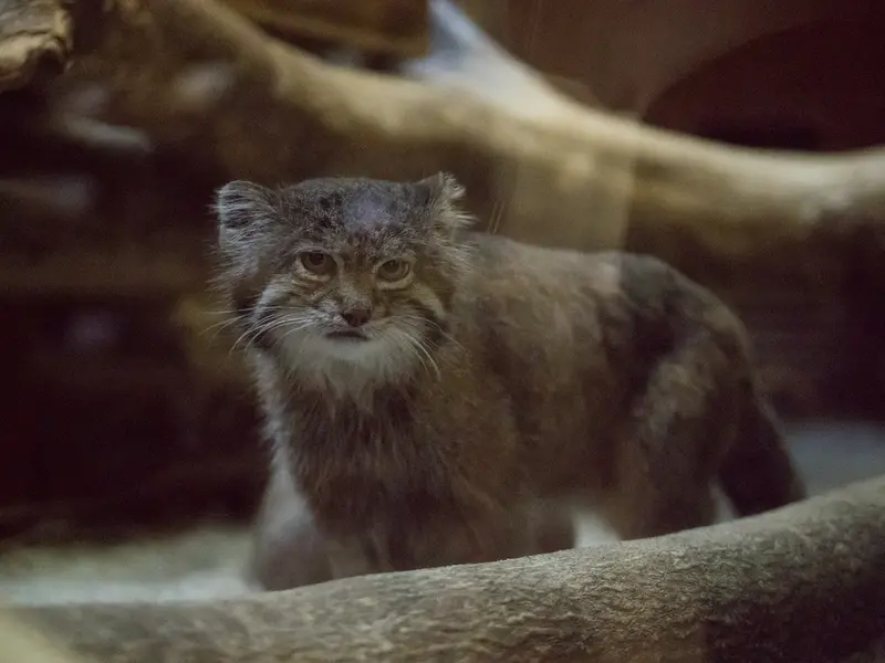 恩賜上野動物園のクリョンの写真