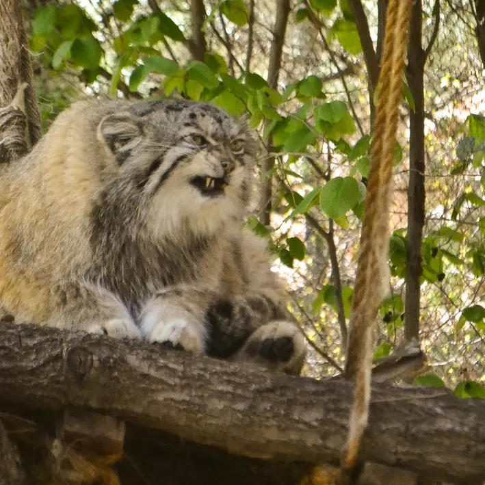 シャイアン・マウンテン動物園のレッドの写真