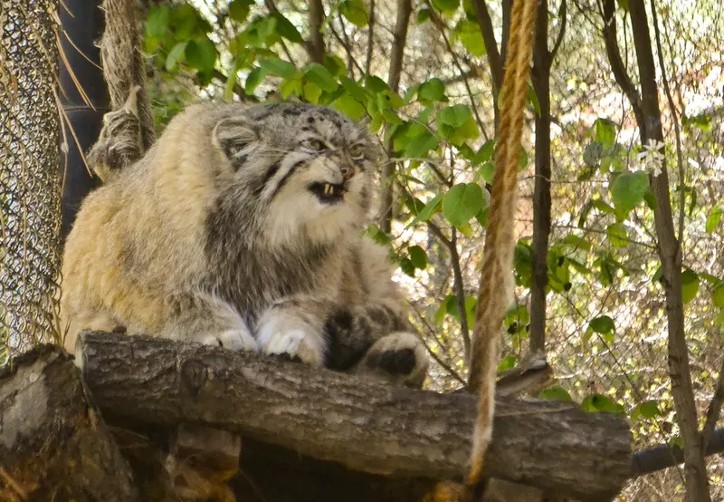 シャイアン・マウンテン動物園のレッドの写真