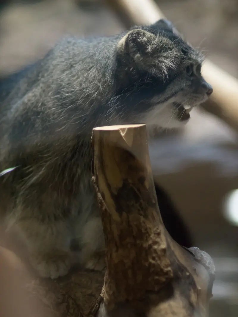 恩賜上野動物園のクリョンの写真