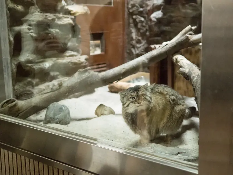 恩賜上野動物園のプリームラの写真