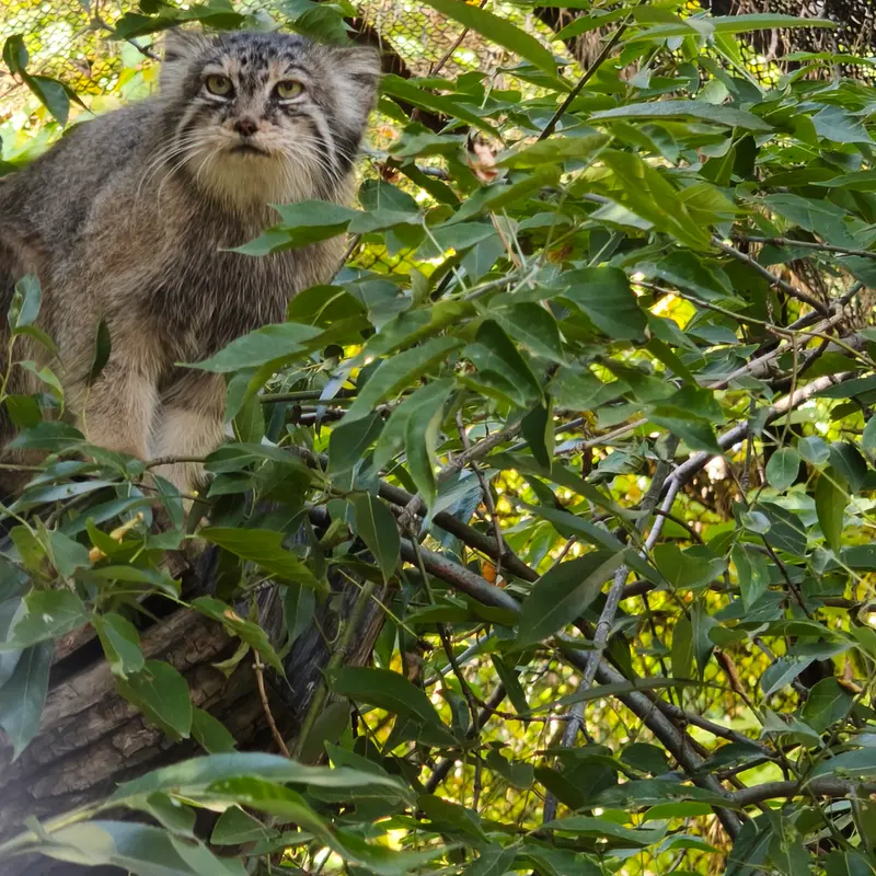 ノヴォシビルスク動物園のロロの写真