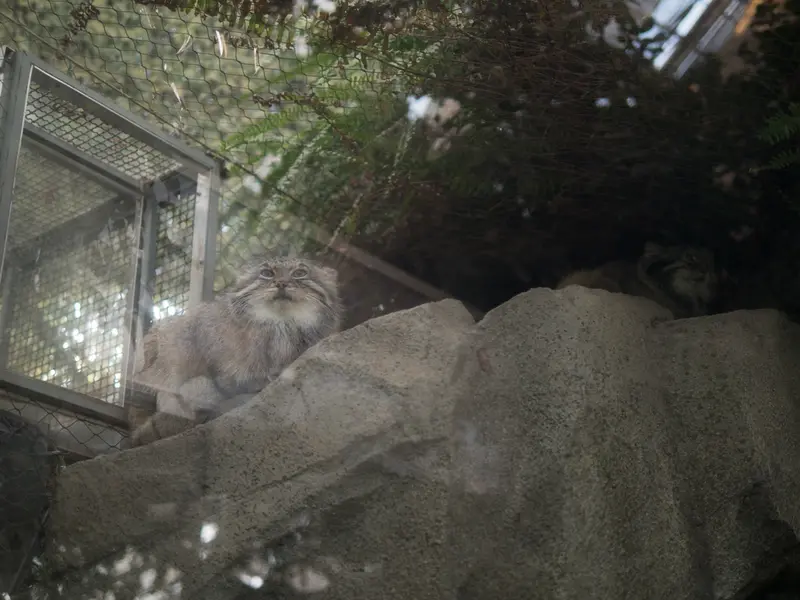 神戸どうぶつ王国のアズとオトの写真