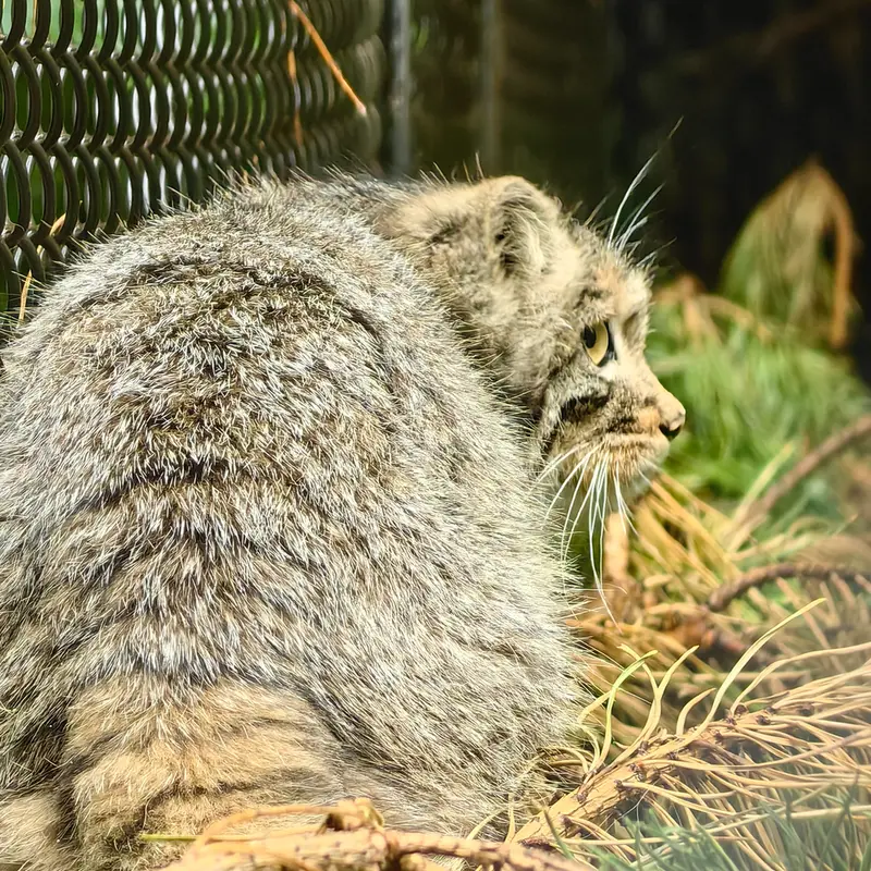 ノヴォシビルスク動物園のアッケムの写真