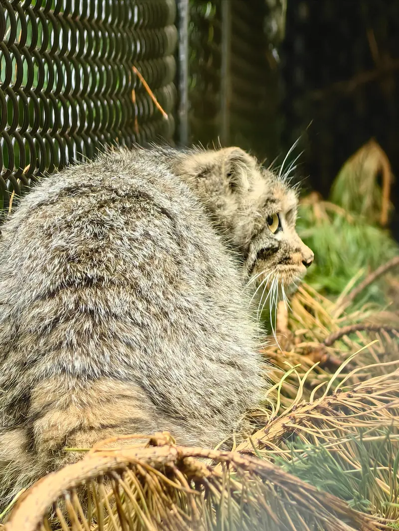 ノヴォシビルスク動物園のアッケムの写真