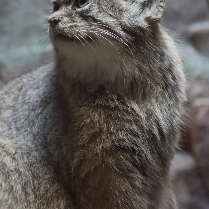 恩賜上野動物園のプリームラの写真