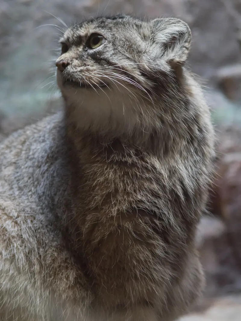 恩賜上野動物園のプリームラの写真