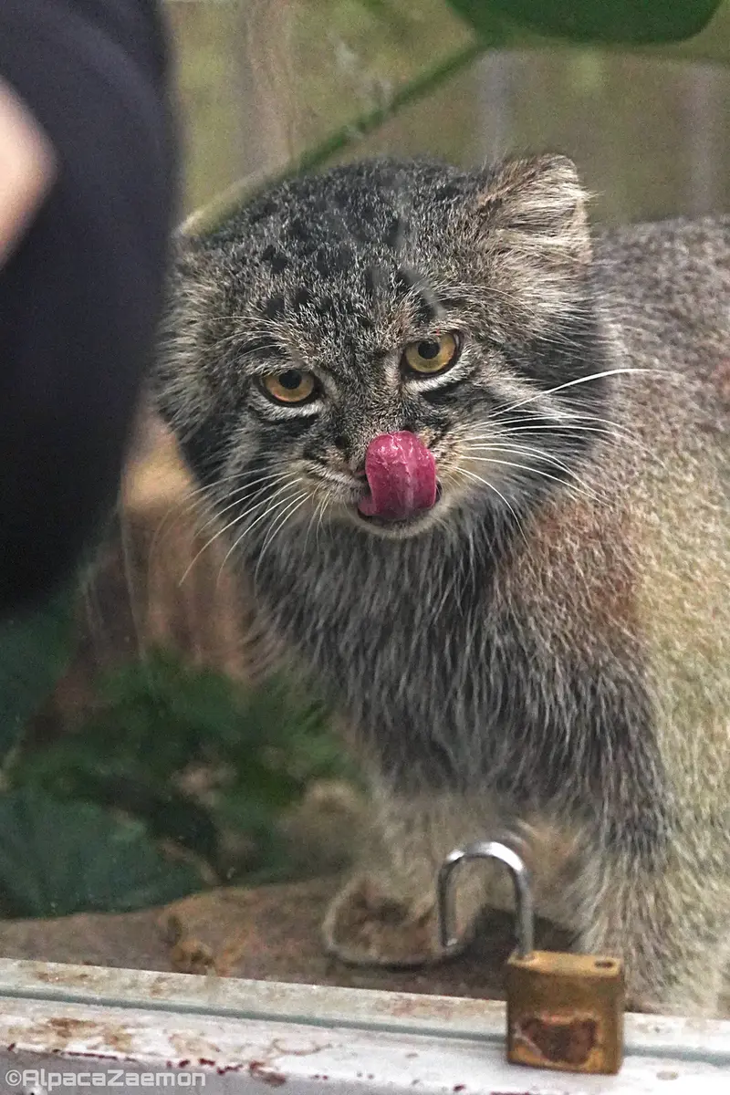 神戸どうぶつ王国のナルの写真