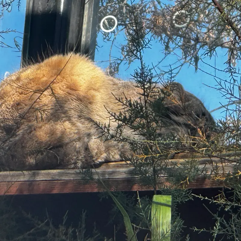 プラハ動物園のスパイの写真
