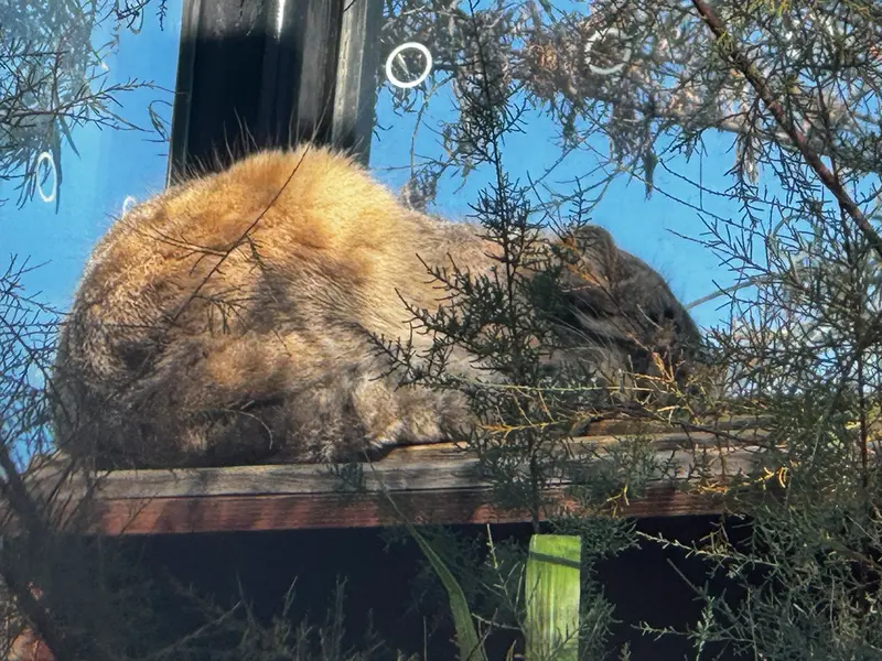 プラハ動物園のスパイの写真