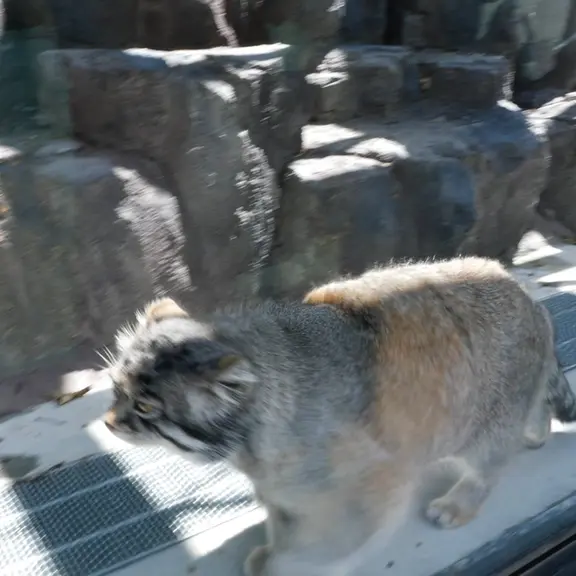 旭山動物園のマヌルネコの写真