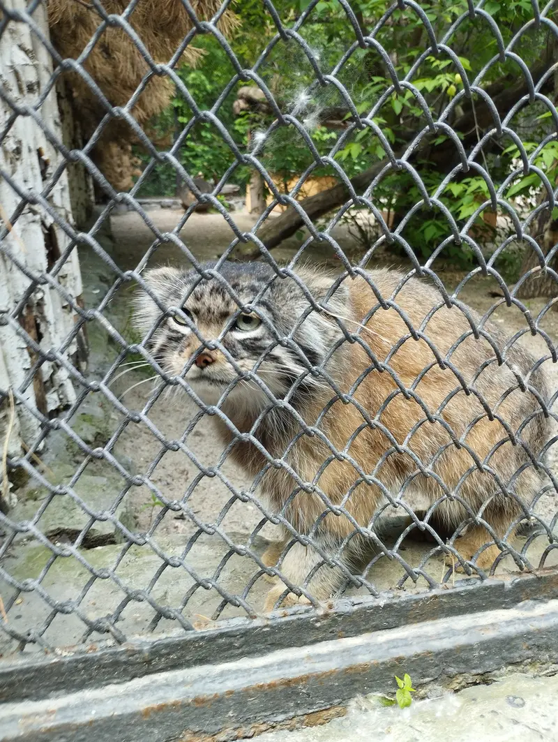 ノヴォシビルスク動物園のマヌルネコの写真