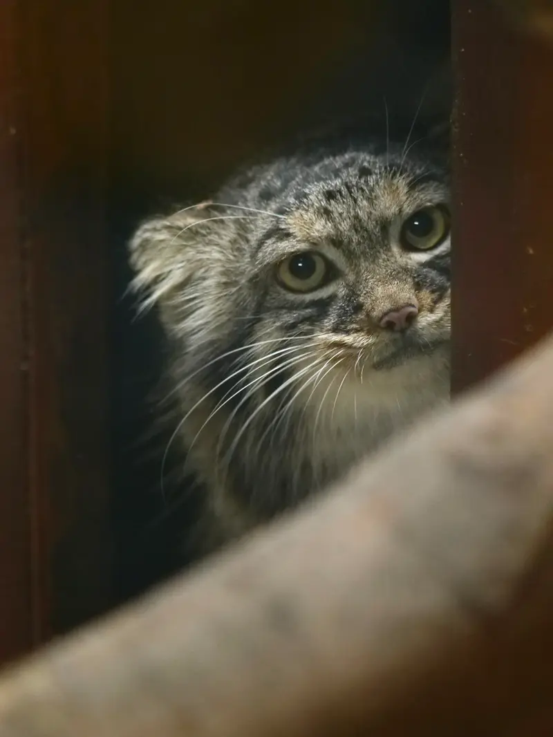 恩賜上野動物園のサフランの写真
