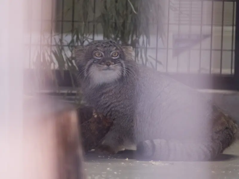 野毛山動物園のフィーガの写真