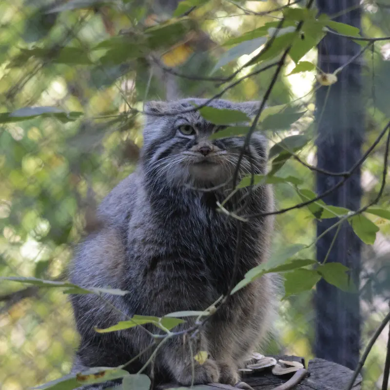 ノヴォシビルスク動物園のゾーシャの写真