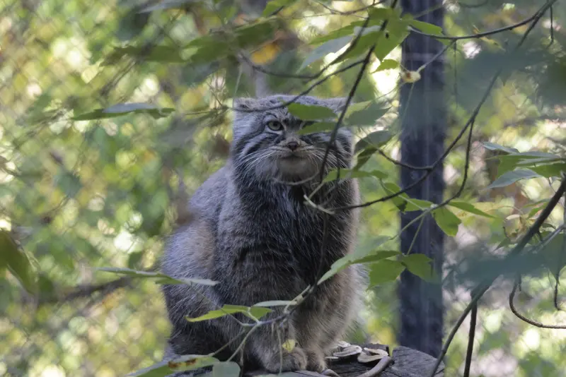 ノヴォシビルスク動物園のゾーシャの写真