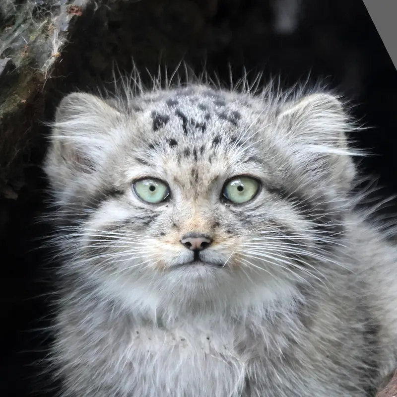 グダニスク動物園のマヌルネコのキトゥン・オブ・ウラ b. 2025 Ⅱ