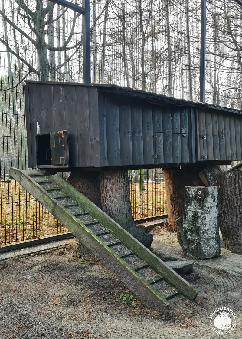 クラクフ動物園のマヌルネコの写真