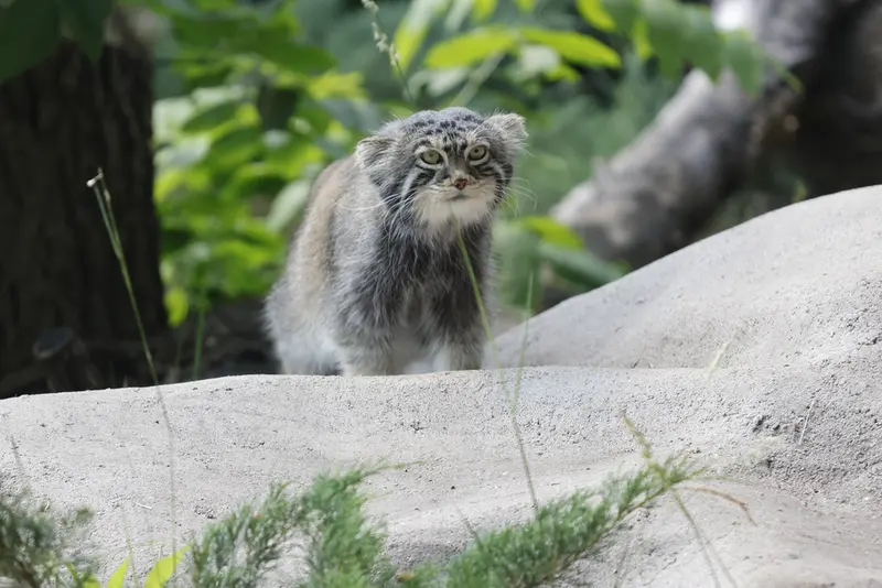 モスクワ動物園のティモフェイの写真