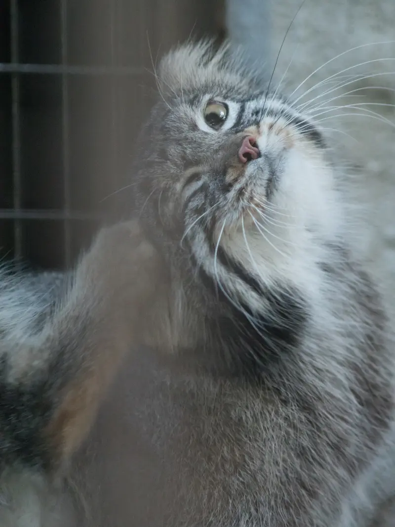 野毛山動物園のフィーガの写真