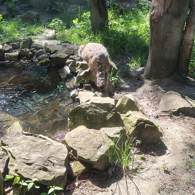 ウッチ動物園のパッツォの写真