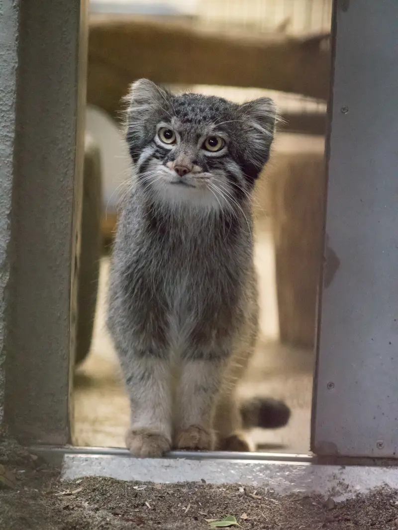 野毛山動物園のフィーガの写真