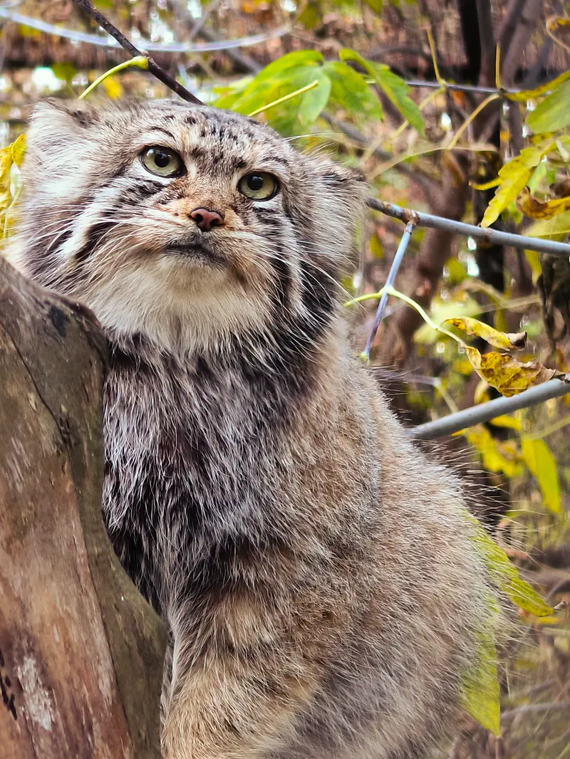 ノヴォシビルスク動物園のイヴの写真