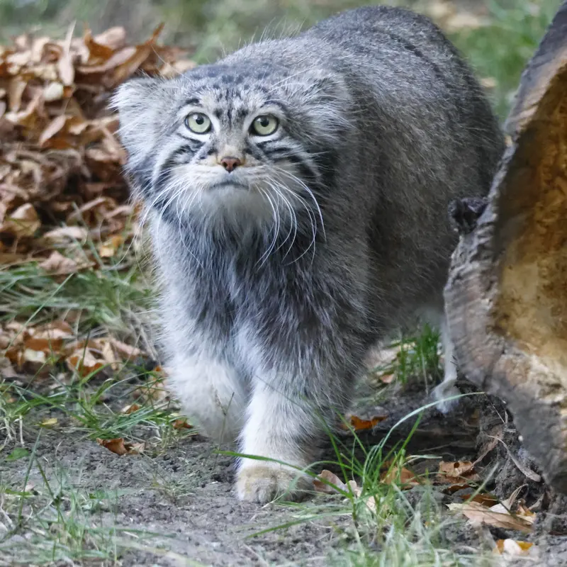 モスクワ動物園のティモフェイの写真