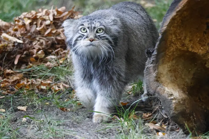 モスクワ動物園のティモフェイの写真