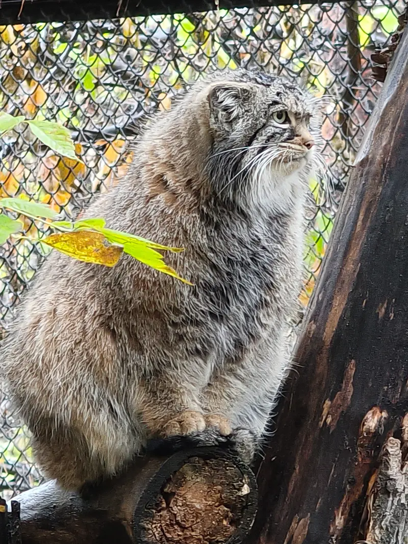 ノヴォシビルスク動物園のゾーシャの写真