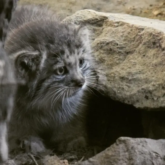 ブダペスト動物園＆植物園のボリス Ⅱの写真