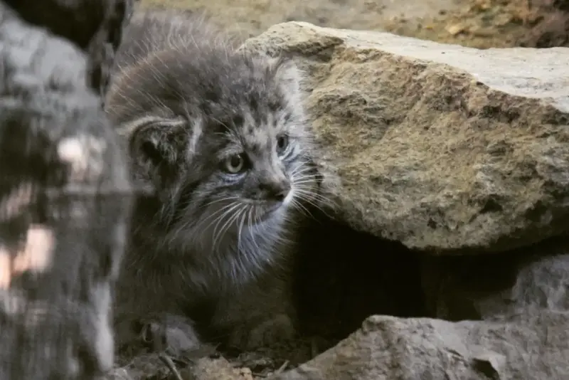 ブダペスト動物園&植物園のボリス Ⅱの写真