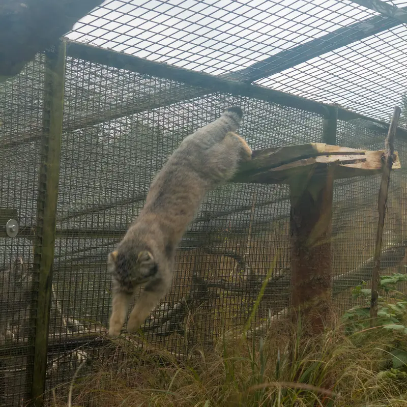 エディンバラ動物園のアキコとダッチェスの写真